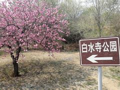 -白水寺森林公园