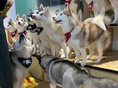 -Husky Go! 哈士奇体验馆·宠物咖啡厅狗咖