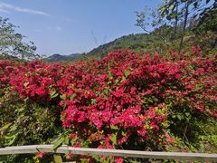 -木兰云雾山