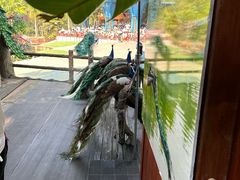 -西双版纳原始森林公园