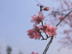-秀丽东方