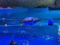 -海合安青岛极地海洋公园