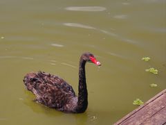 -盐城丹顶鹤湿地生态旅游区
