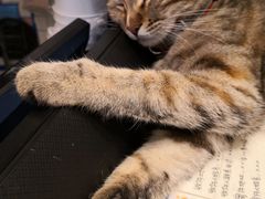 -猫的天空之城概念书店(苏州平江店)