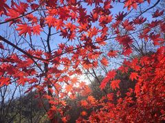-大连天门山国家森林公园
