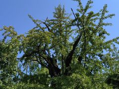 -上海佘山国家森林公园天马山园