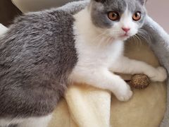 -猫大福·Fortune Cat猫舍(百子湾店)