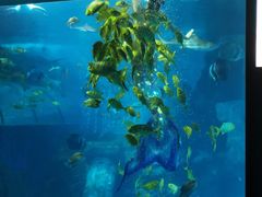 -太平洋海底世界