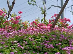 -金银湖国家城市湿地公园