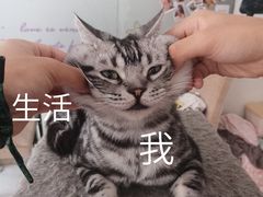 -三花喵·撸猫购宠·宠物生活馆(虹桥南丰城店)