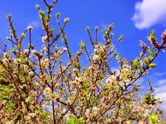 -新塘水果乐园(东洲大道店)