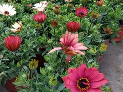 -龙大花卉苗木市场