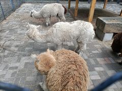 -长白岛森林公园