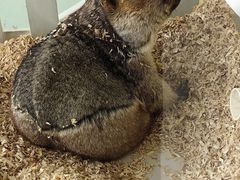 -怪兽屋·羊驼·猫咖·狗咖(俊华广场店)