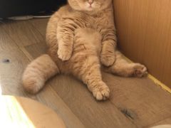 -CAT’S MEWSTAR CAFE·喵星球猫屋(晴湾咖啡店)
