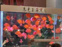 -朱光玉火锅馆(正弘城店)