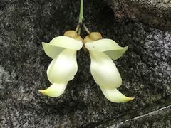 -华南国家植物园-售票处