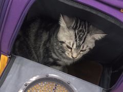 -纳吉亚猫专科动物诊疗中心(蒋宅口分院)