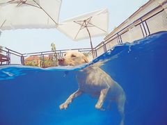-超宠爱宠物摄影-Super pet
