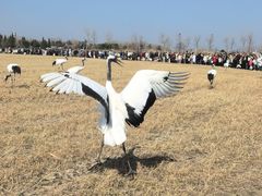 -盐城丹顶鹤湿地生态旅游区