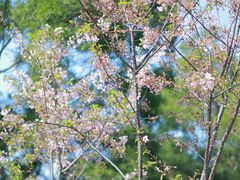 -金鸡山公园