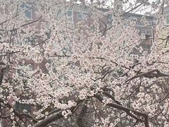 -桃花堤公园