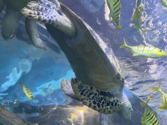 -太平洋海底世界