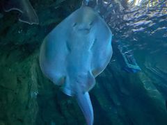 -悉尼海洋生物水族馆