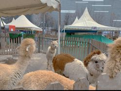 -萌宠亲子动物乐园(槐房万达店)