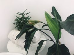 -紫御国际抗衰ZOE ANTI AGING