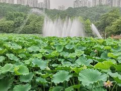 -龙头寺公园
