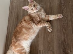 -十年猫舍·猫咪专门店(普陀店)