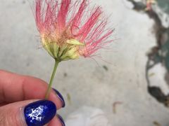 -天幕新彩云国际影城(激光巨幕店)