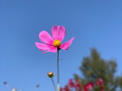 -金塔沙漠胡杨林景区