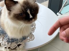 -怪兽屋·羊驼·猫咖·狗咖(俊华广场店)