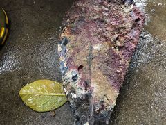袋子螺-涠洲岛香蕉鸡