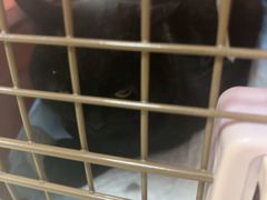 -宠福鑫动物医院(城北分院)