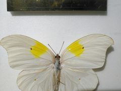 -上海昆虫博物馆