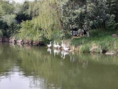 -水绘园