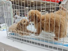 -上海长风大悦城