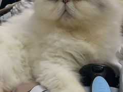 -小呆的宠物店·宠物售卖·宠物寄养(城西店)