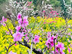 -南汇桃花村