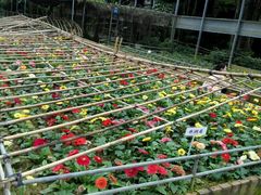 -广东茂名森林公园