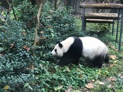 -成都动物园