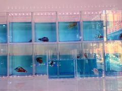 -华声天桥民俗文化园