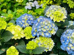 -深圳仙湖植物园