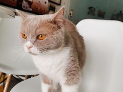 -我爱猫咪·猫咖·狗咖·安哥拉兔·羊驼咖(小寨华旗店)