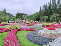 -深圳仙湖植物园