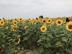 -映月湖中央公园