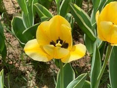 -长春公园(普阳街道)